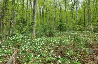 4244 MUSKOKA ROAD 117 N/A Lake of Bays Ontario P0B 1A0