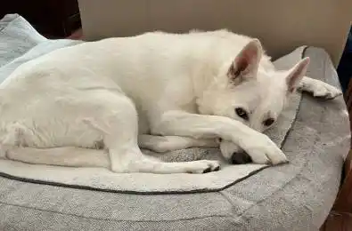 361 Linden Street Unit# 1 Oshawa Ontario L1H 6R6